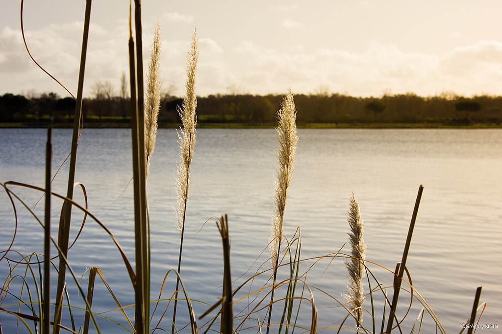 Isolation Tournefeuille